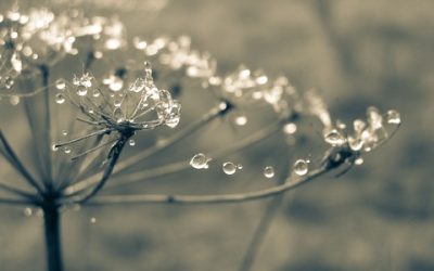 Dew: The Magical, Mystical Water Droplets