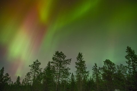 Northern lights above a forest