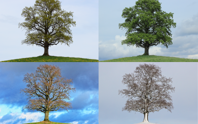 Trees: The Tell-Tale Sign of a Season Change