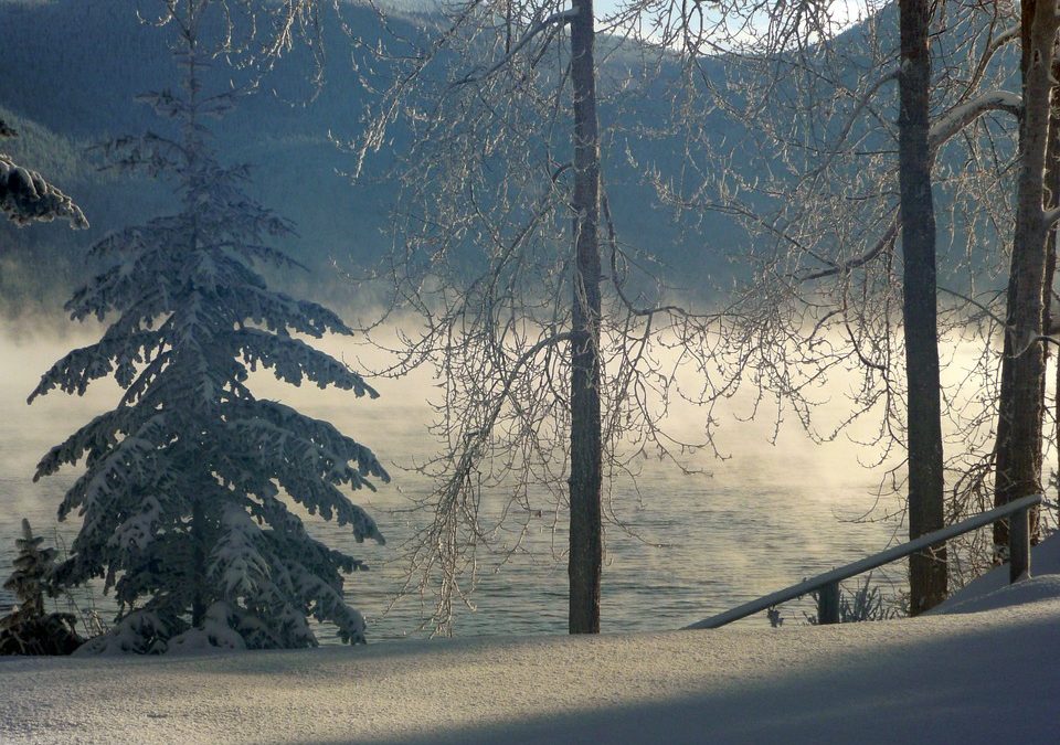 Fog in the winter over a forest scenery