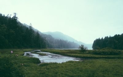How Do Wetlands Prevent Flooding?