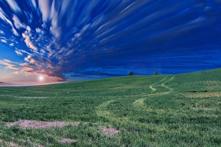 Beautiful view of a field of alphapha with a beautiful sky