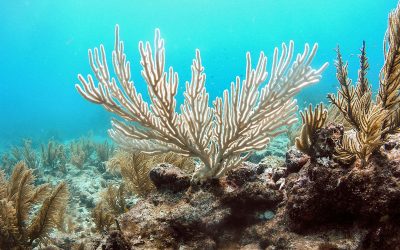 Coral Bleaching- What Causes it and How Do We Solve It?